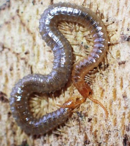 Geophilus carpophagus